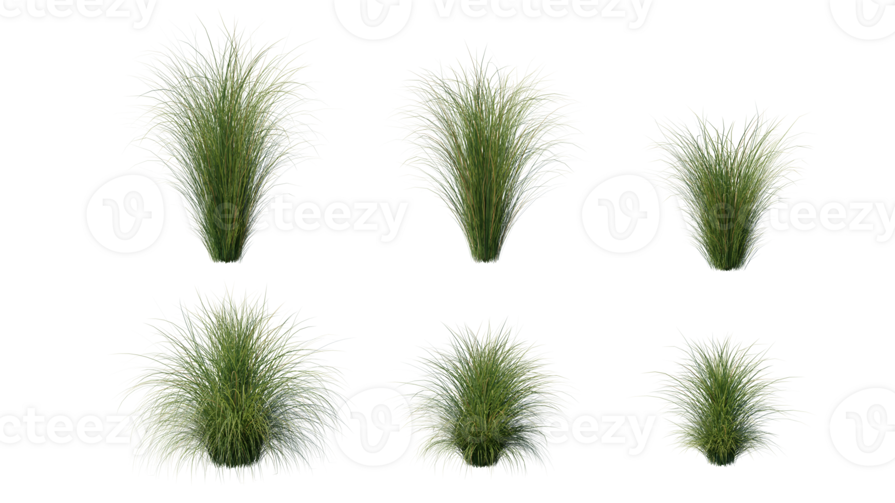 Beautiful grass and flowers for illustration. png