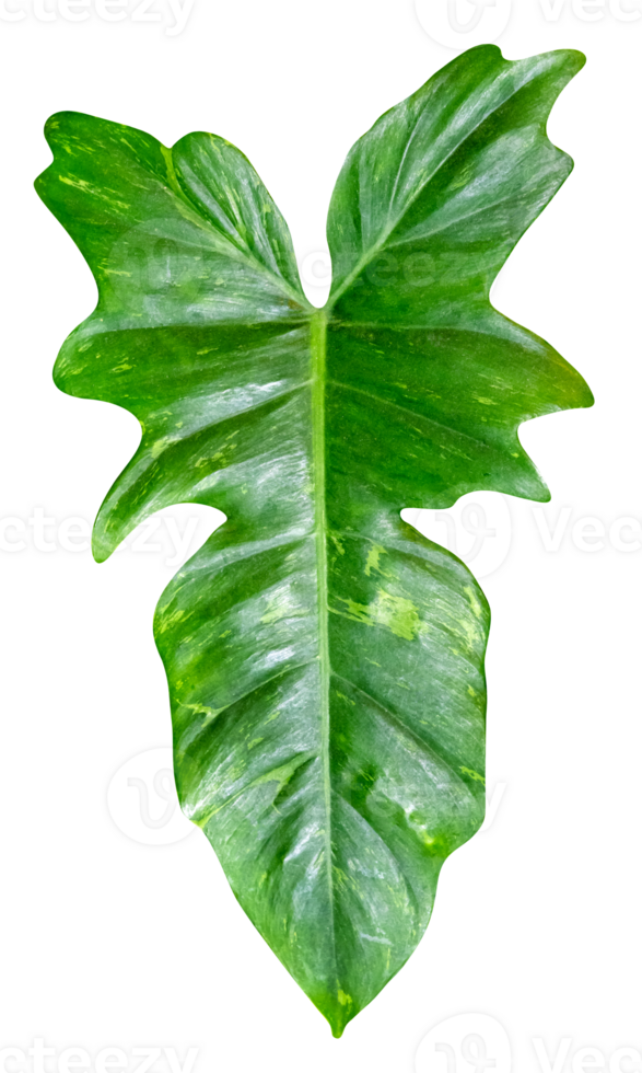 Green leaves pattern of tropical leaf plant isolated png