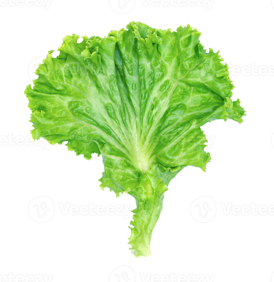 green lettuce leaves isolated 26694902 PNG