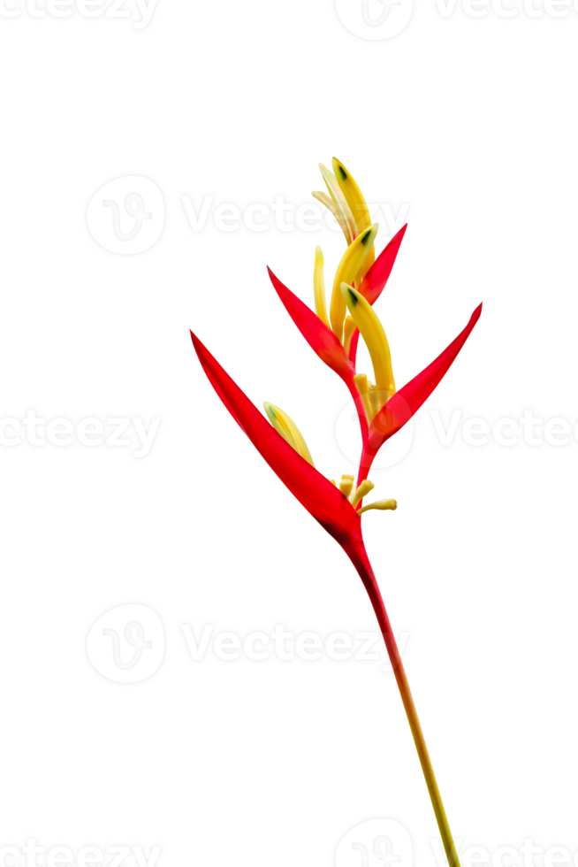 Tropical heliconia psittacorum flowers isolated. Golden Torch png