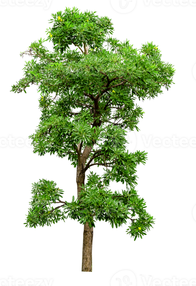 Green Tree Isolated png