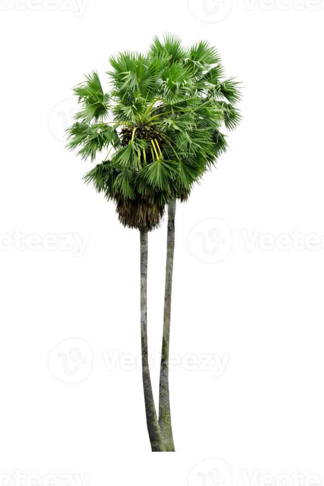 palm tree isolated png
