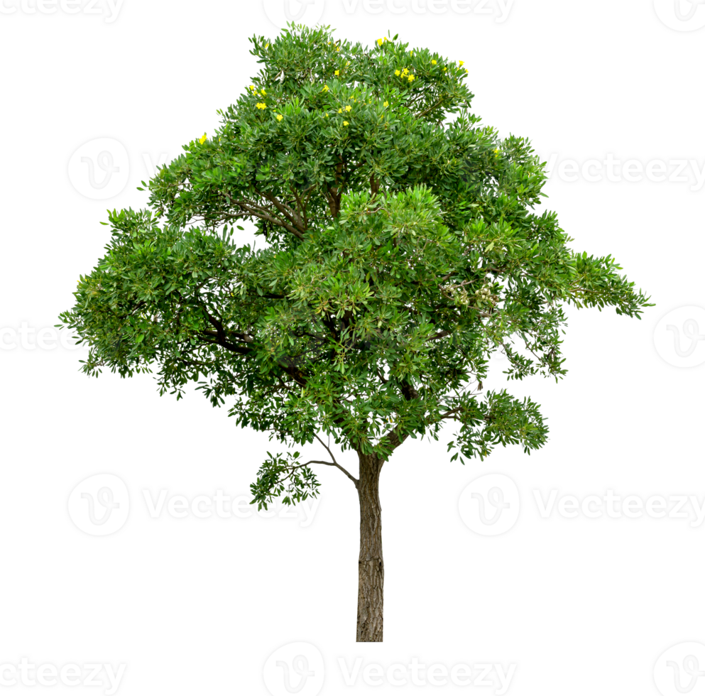 árbol verde aislado png