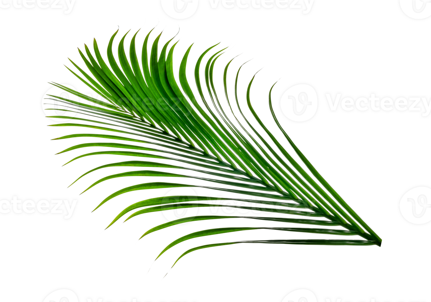 Green leaves pattern,leaf palm tree isolated png