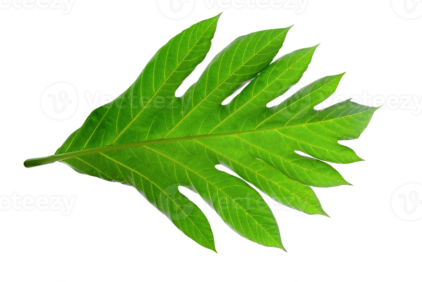 Green leaves pattern,leaf breadfruit isolated png