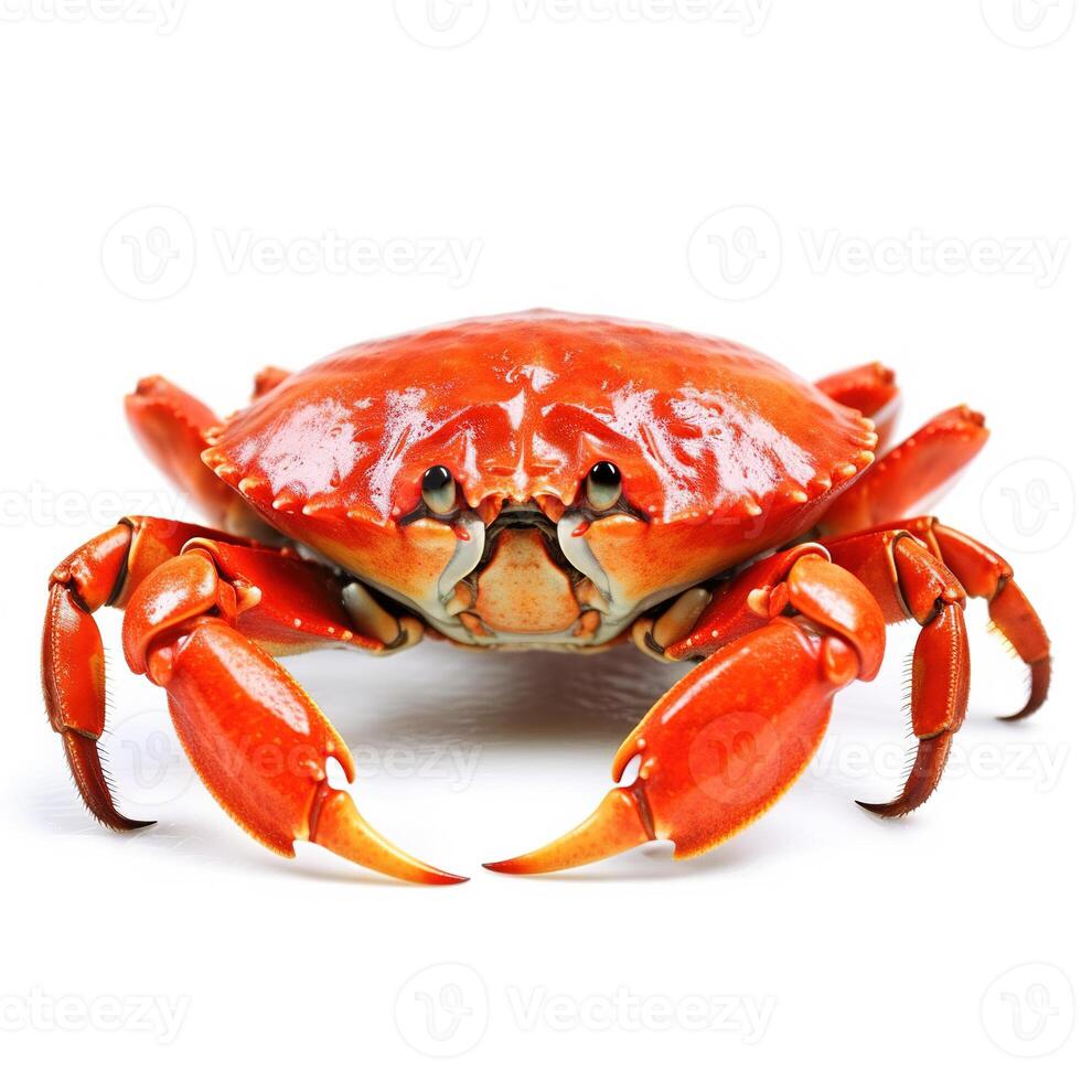 Crab on white background. photo