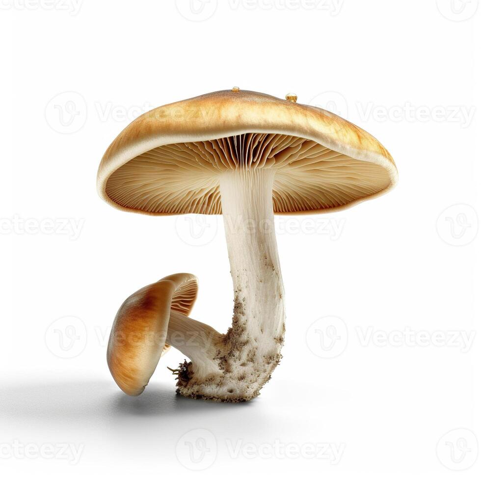 Mushroom on white background. photo
