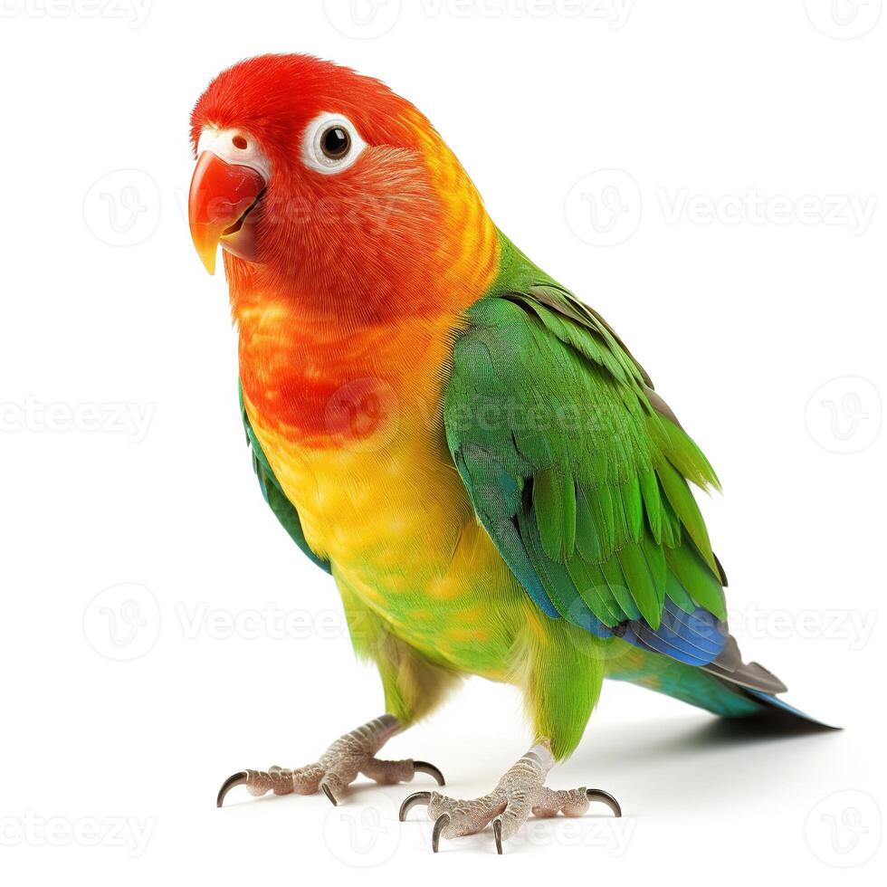 Bird on white background. photo