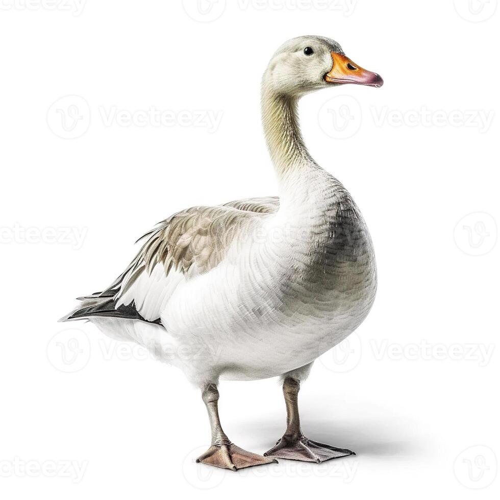 Goose on white background. photo