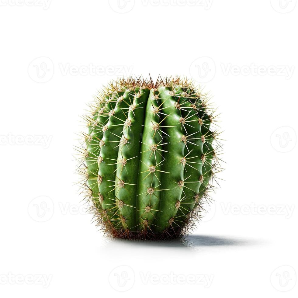 Cactus on white background. photo