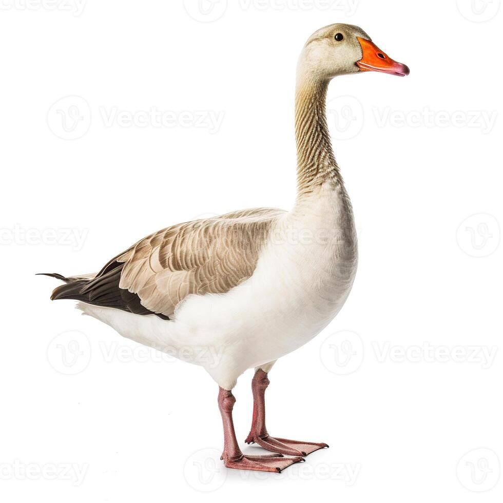 Goose on white background. photo