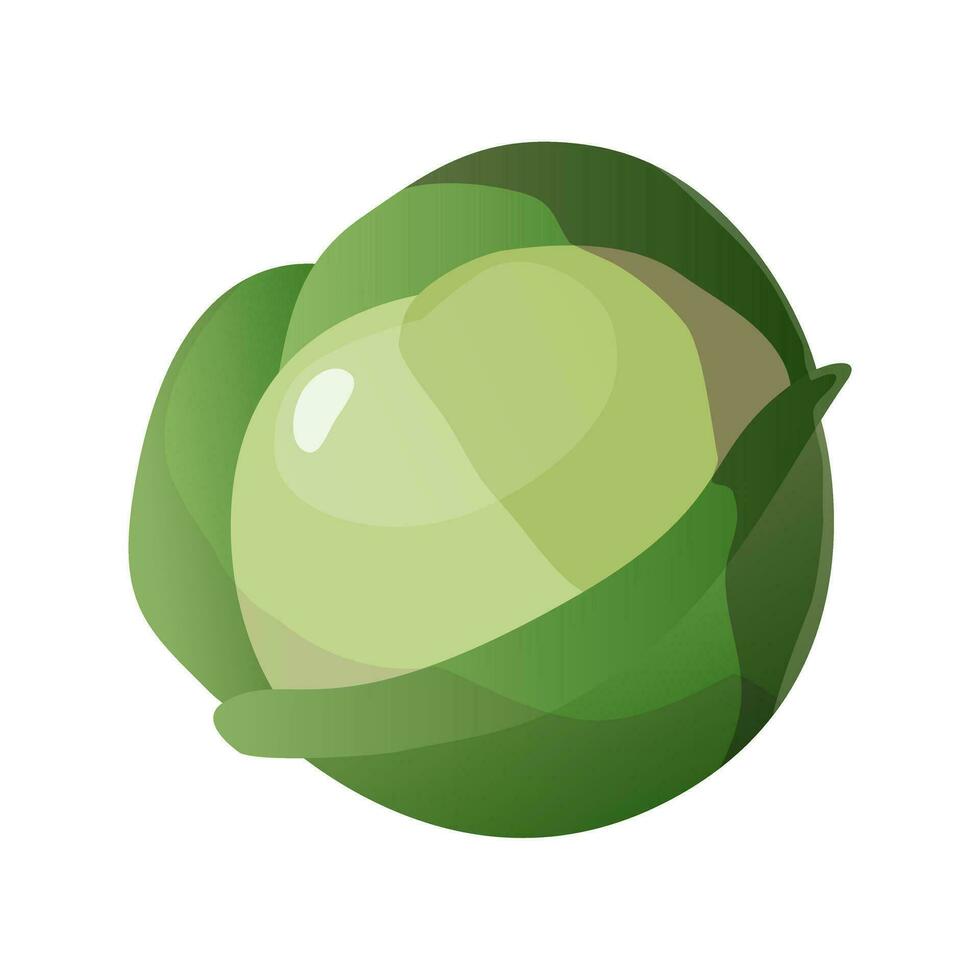 Vector illustration with cabbage