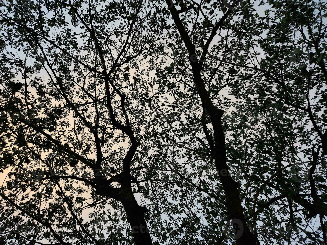 Beautiful Leaf and sky background photo