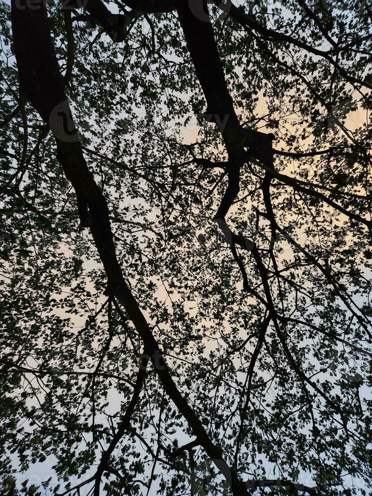 Beautiful Leaf and sky background photo