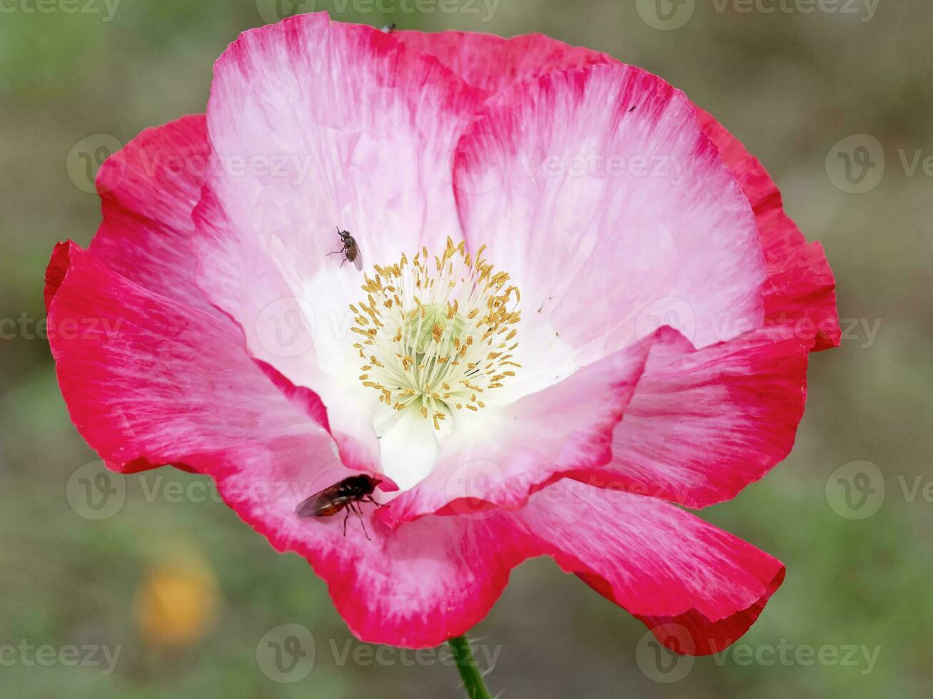 Beautiful pink and white poppy with two little insects photo