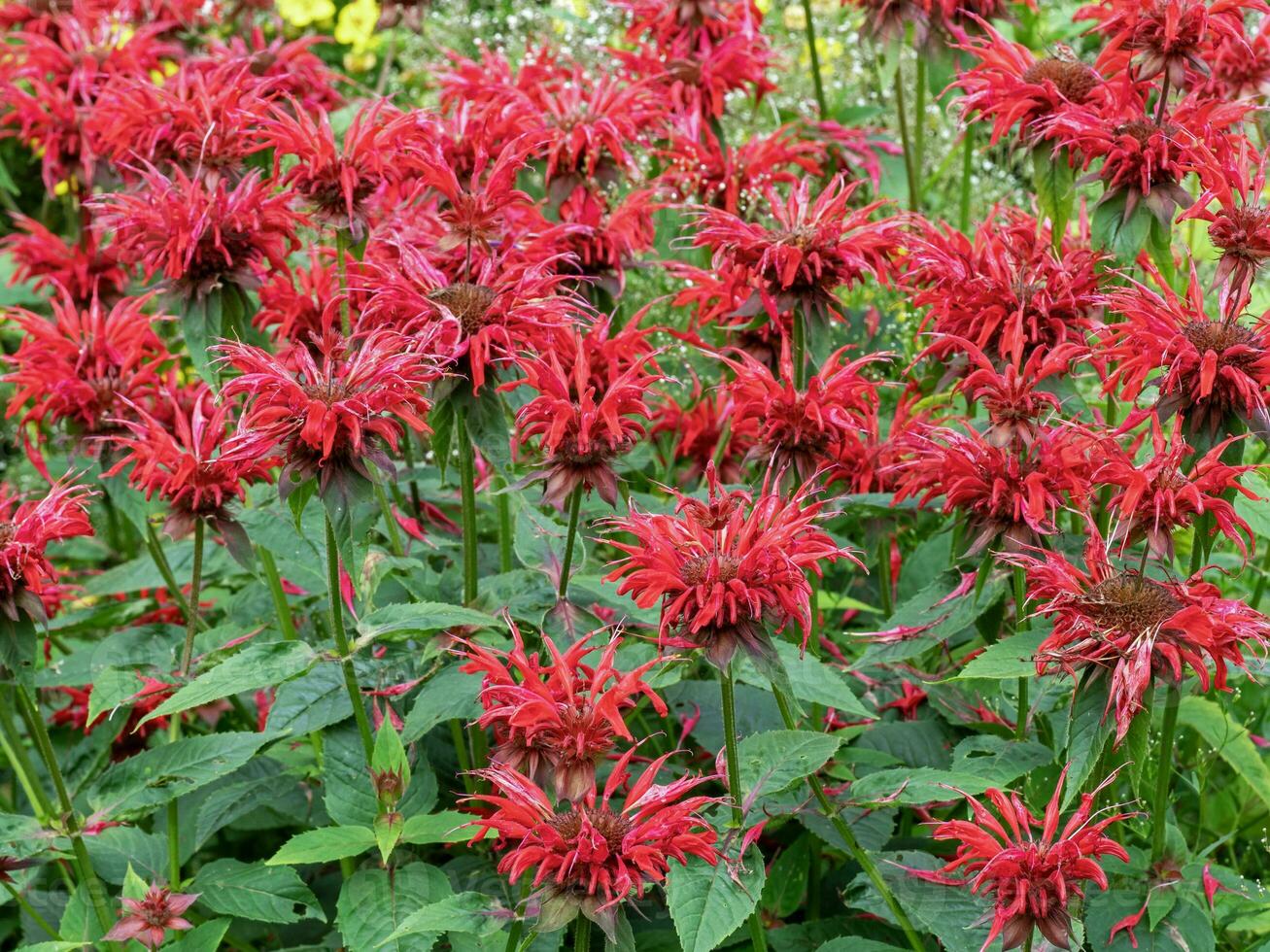 Red Monarda bee balm flowers in a garden photo