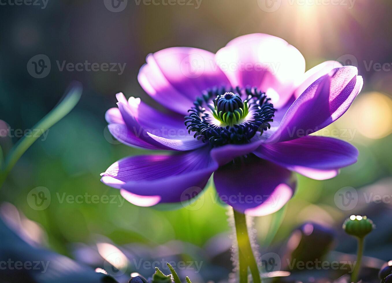 purple anemone flower in a ray of sunlight photo