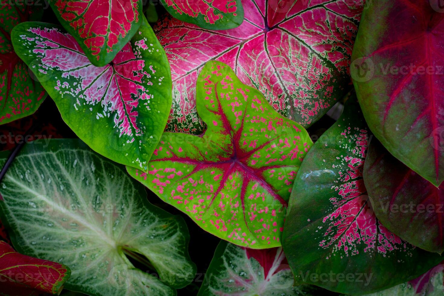 Caladium bicolor plant leaf. homeplant garden decoration photo