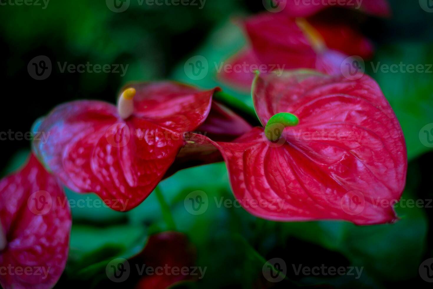 red anthurium flower. homeplant decoration in garden photo