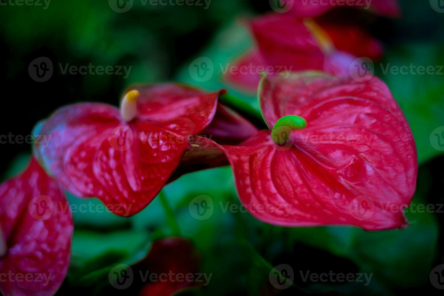 rojo anturio flor. planta de casa decoración en jardín foto