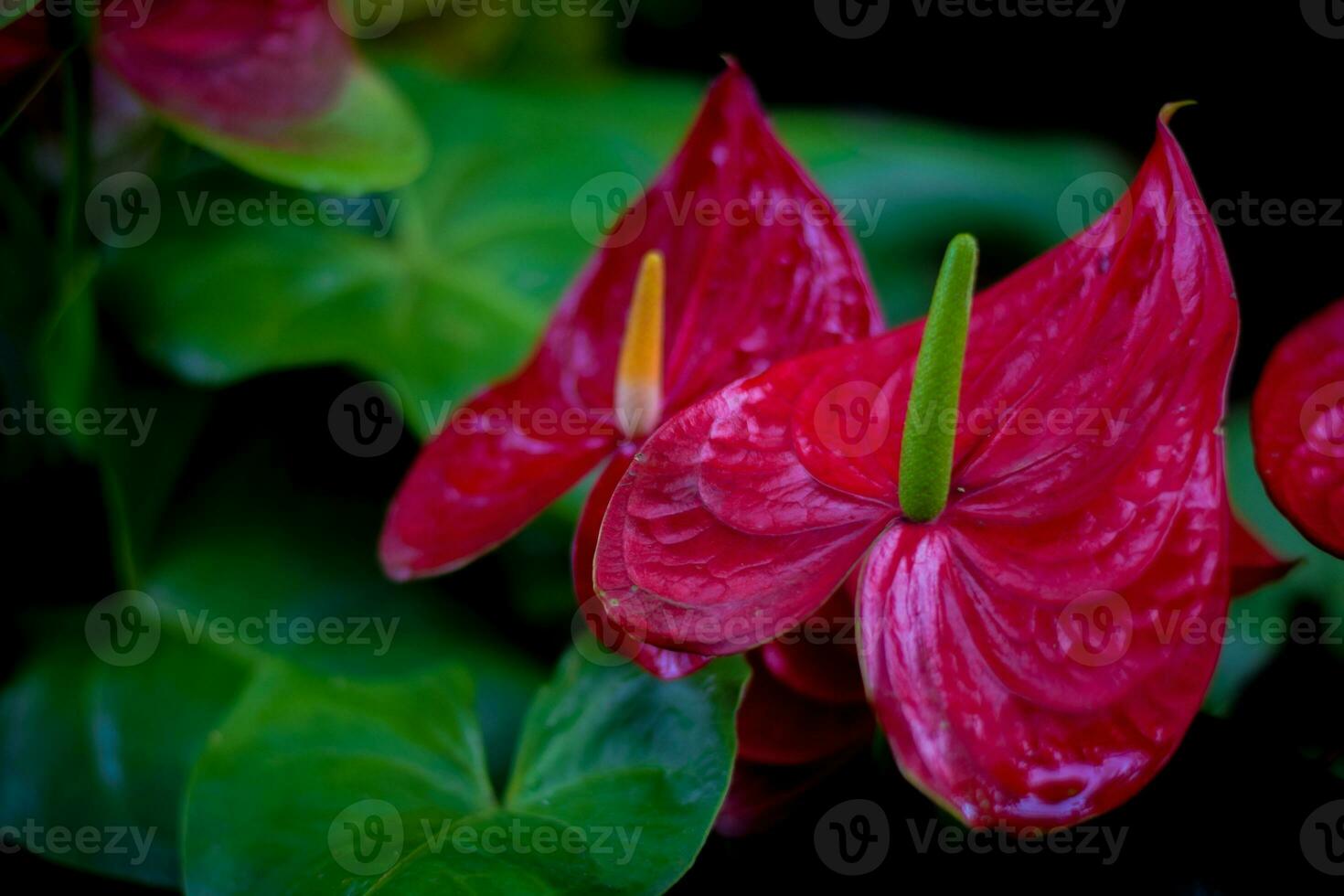 rojo anturio flor. planta de casa decoración en jardín foto