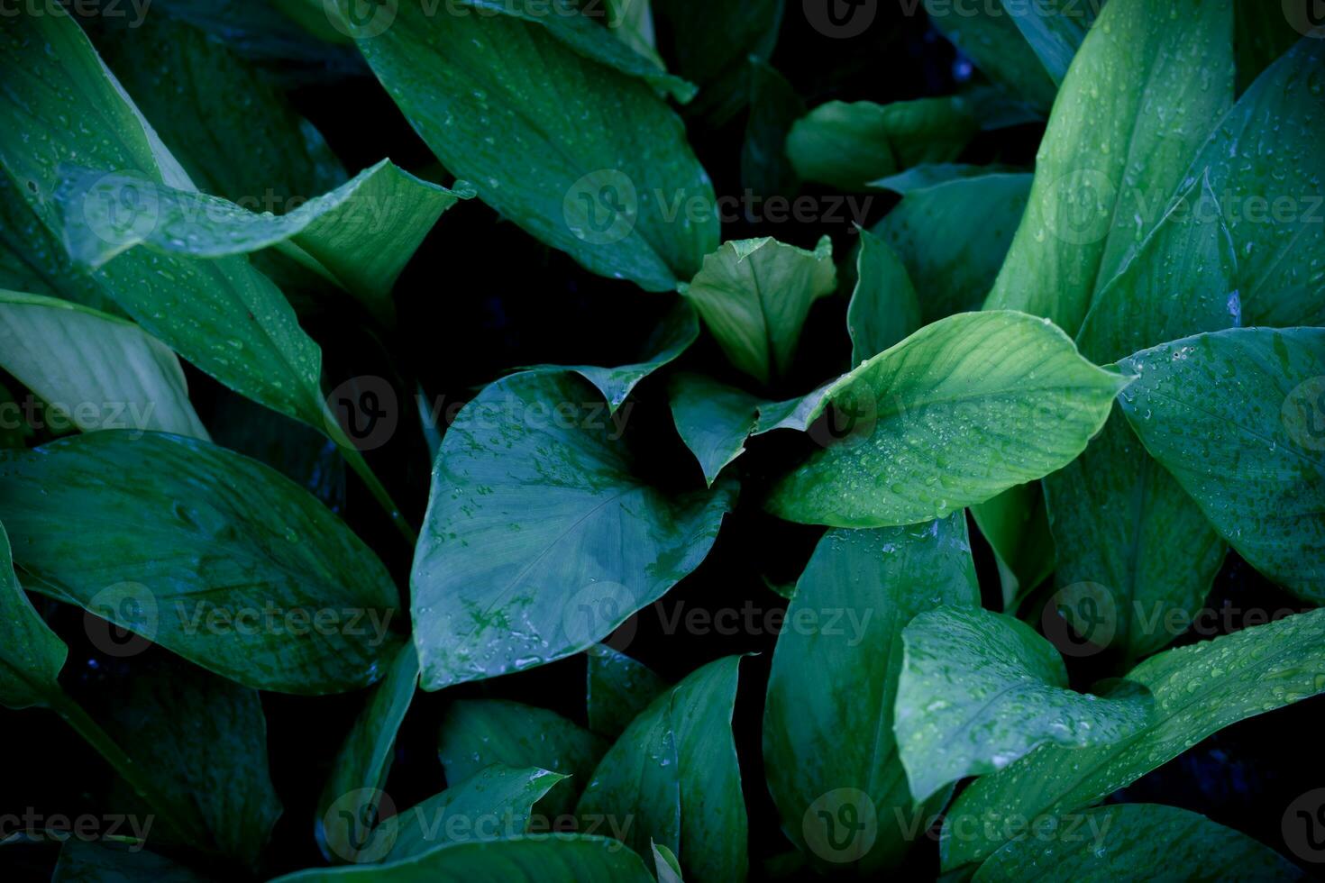 plant leaf with rain drop. nature background photo