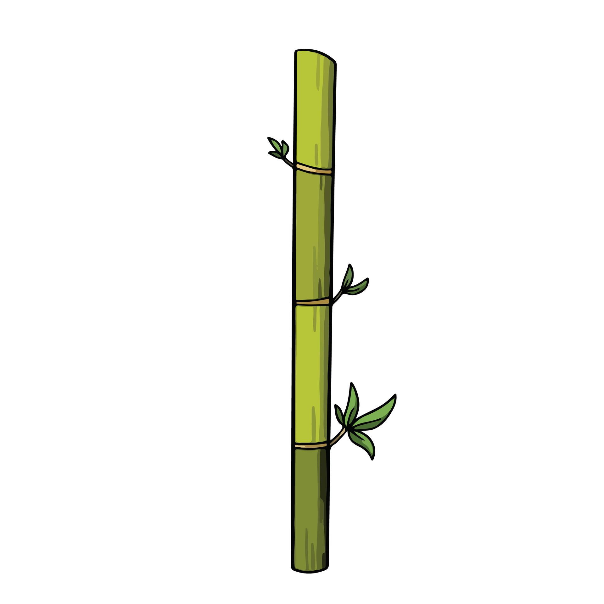 One bamboo branch stick plant vector illustration with outline