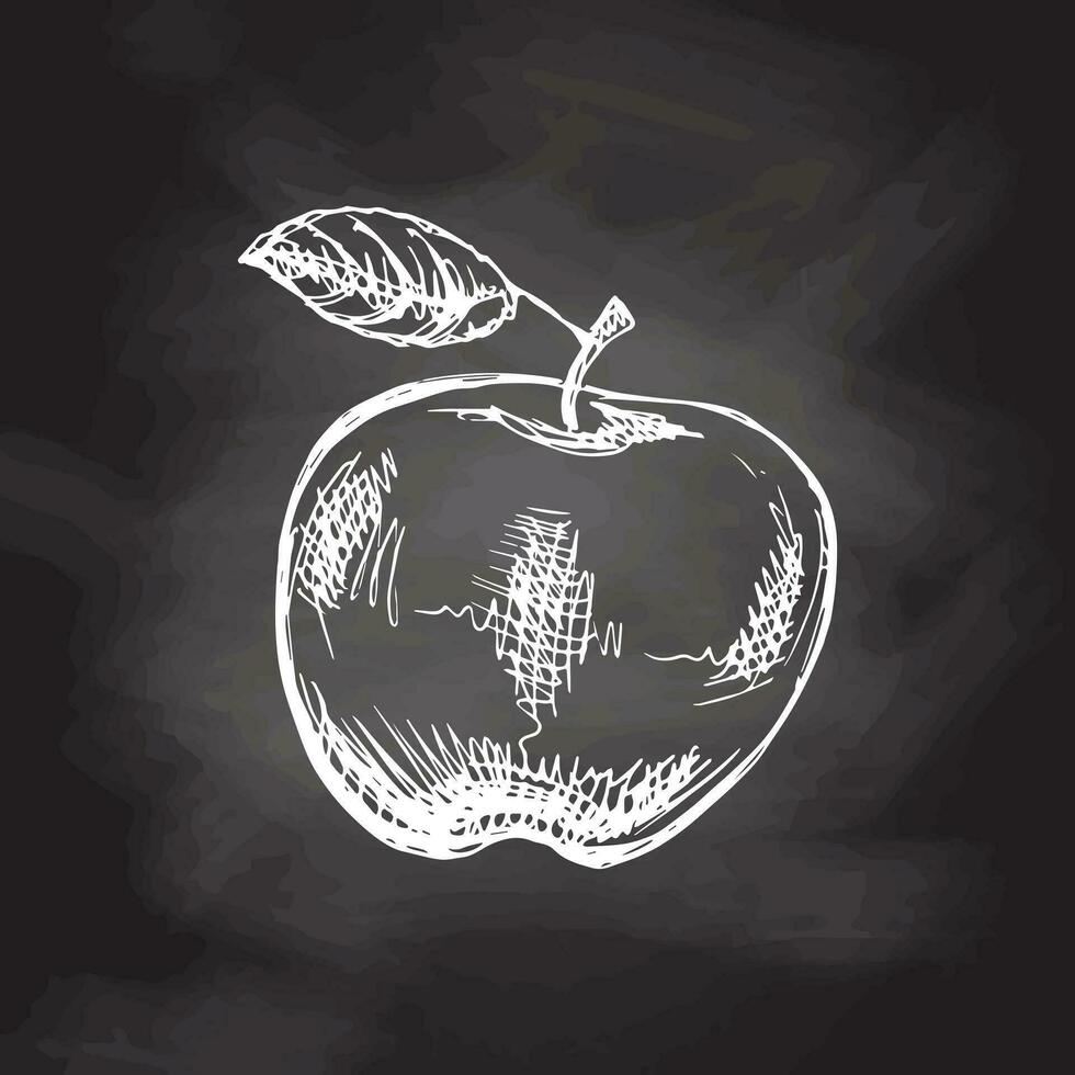 Vector hand-drawn fruit Illustration. Detailed retro style apple sketch on chalkboard background. Vintage sketch element.