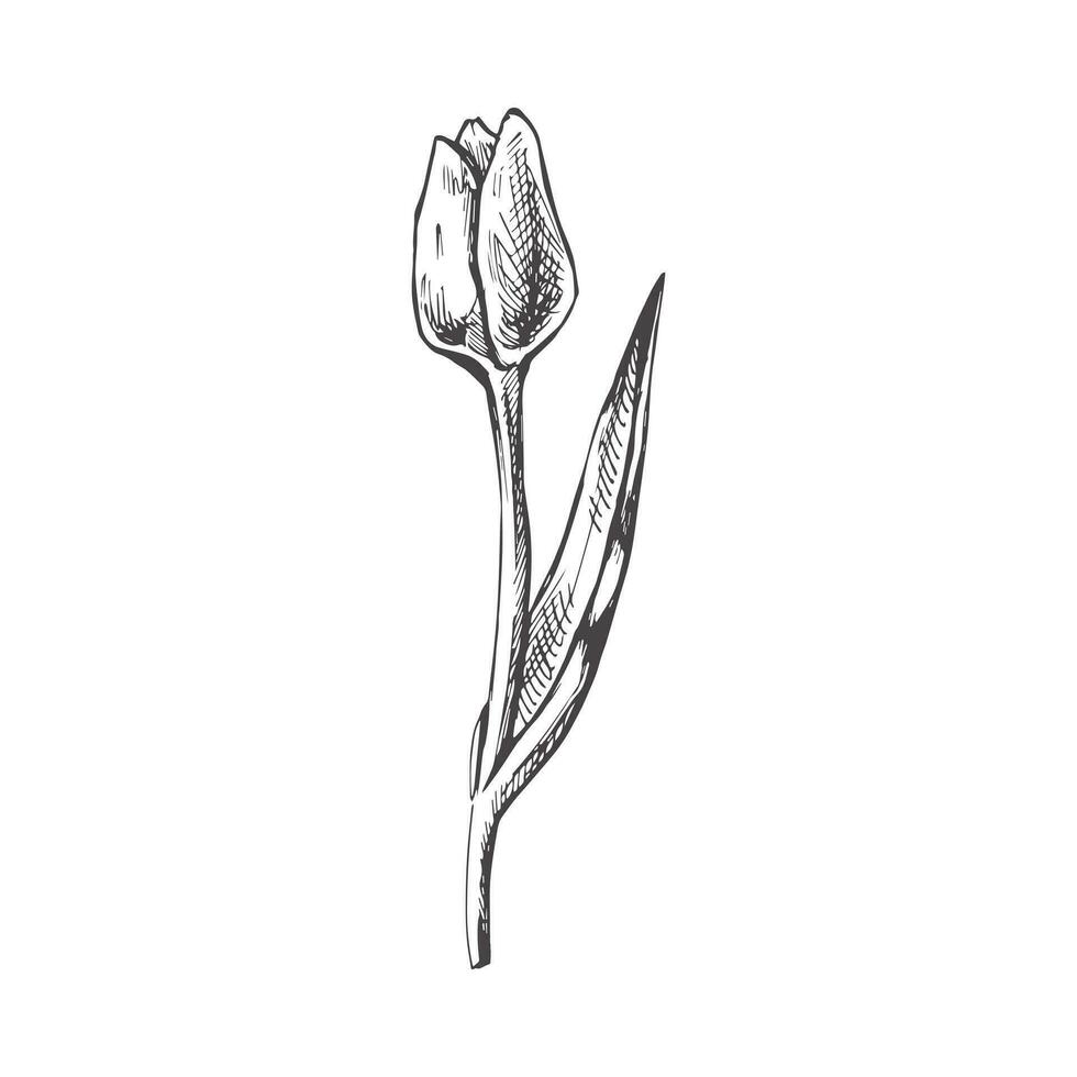 Vector hand-drawn flower Illustration. Detailed retro style tulip sketch. Vintage sketch element. Back to School.