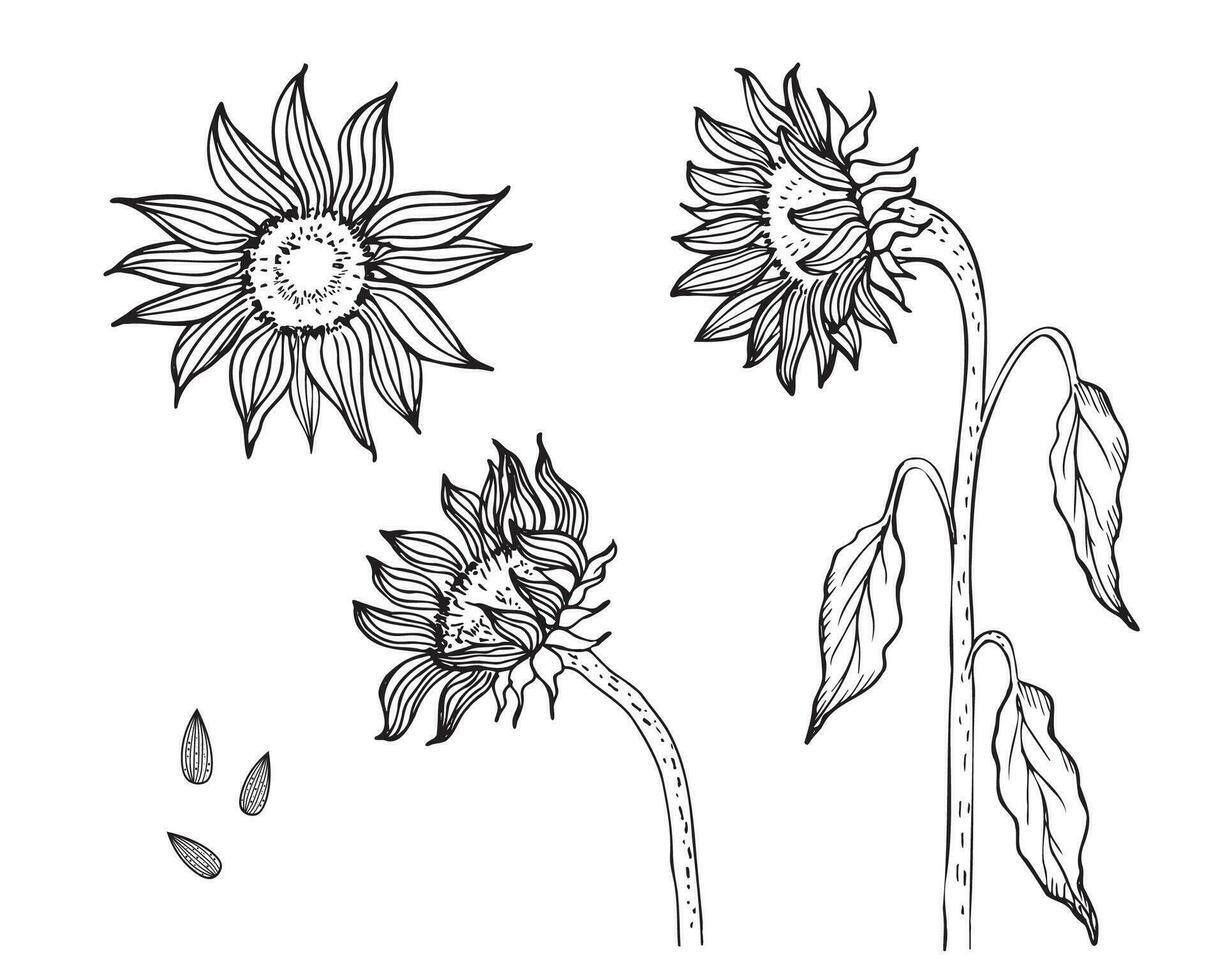 girasol planta flores ilustración en aislado antecedentes. sano alimento, semilla cosecha, diseño elemento. mano dibujado helianthus en bosquejo estilo para imprimir, etiqueta, tarjeta postal, logo, plantilla, tatuaje. vector