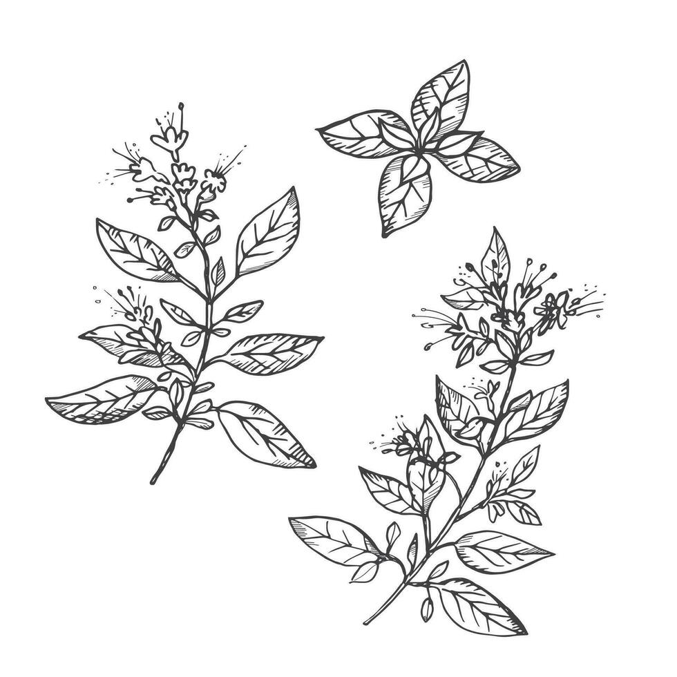 orégano planta dibujo en aislado antecedentes. mano dibujado picante hierba con hojas para cocinando, productos cosméticos, medicinal planta, té, aroma aceite. vector grabado ilustración para etiqueta, imprimir, plantilla, logo