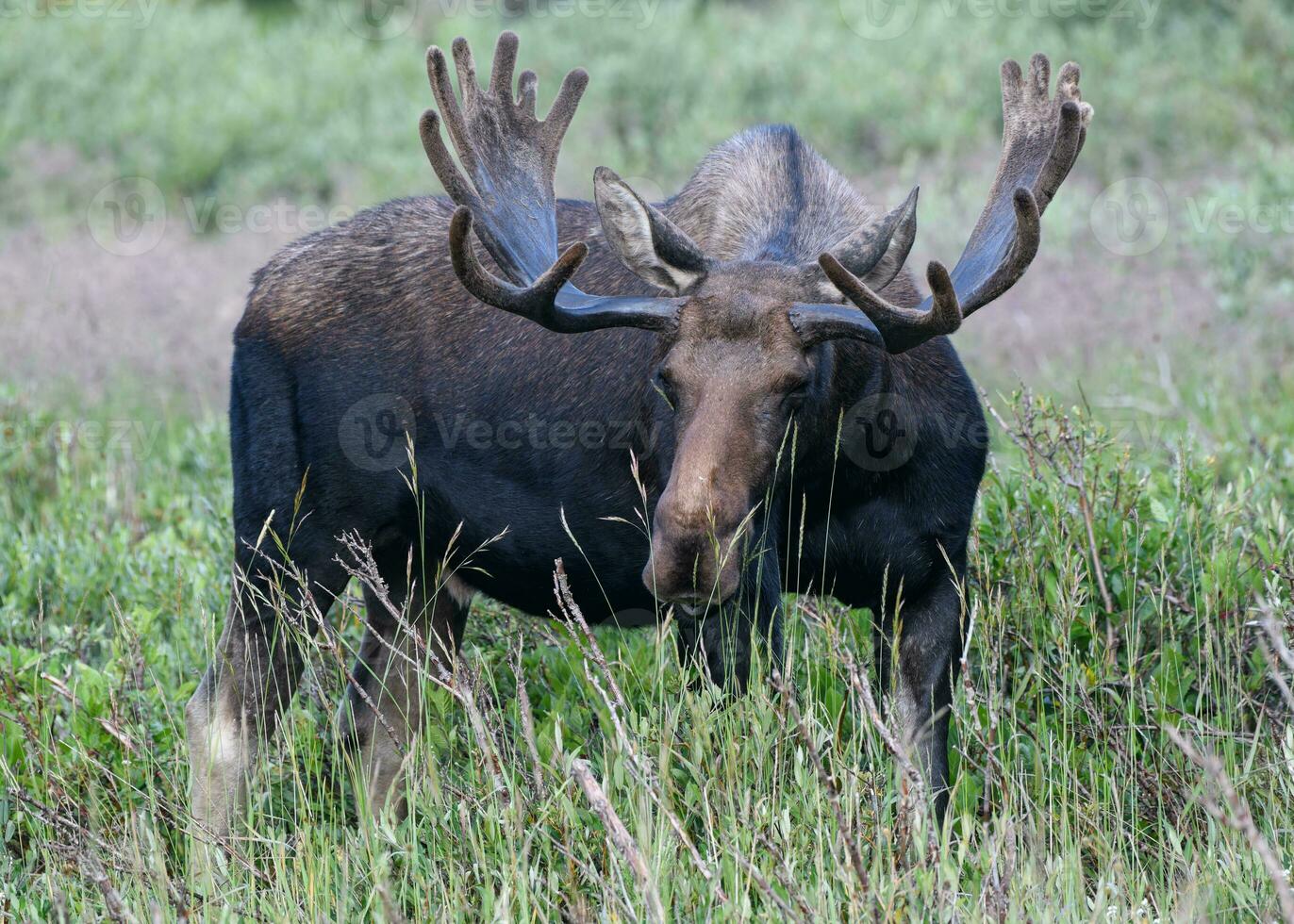 Bull Moose in the Colorado Rocky Mountains photo