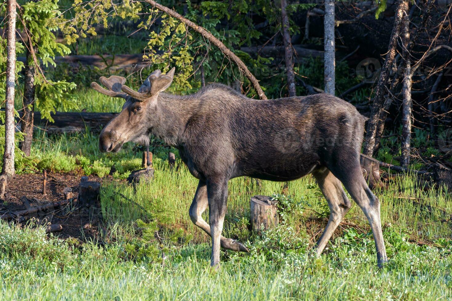 Bull Moose in the Colorado Rocky Mountains photo