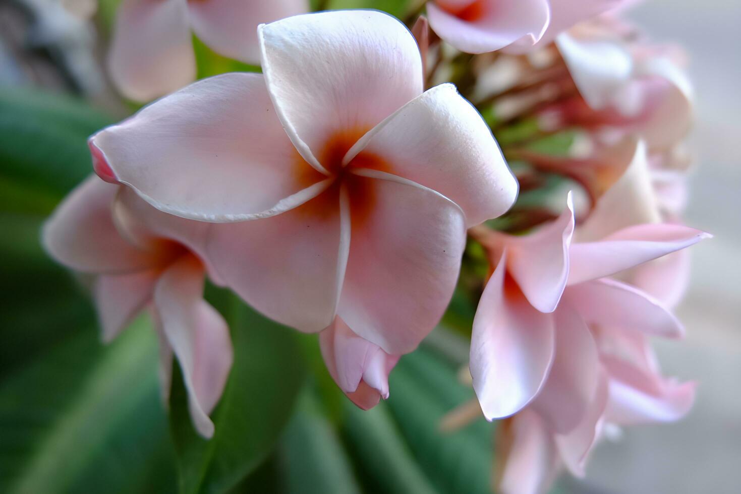 Pink frangipani flowers blooming in the garden, Thailand. photo