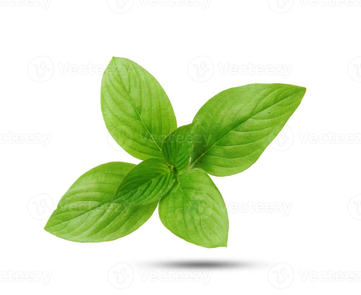 basil leaves isolated photo