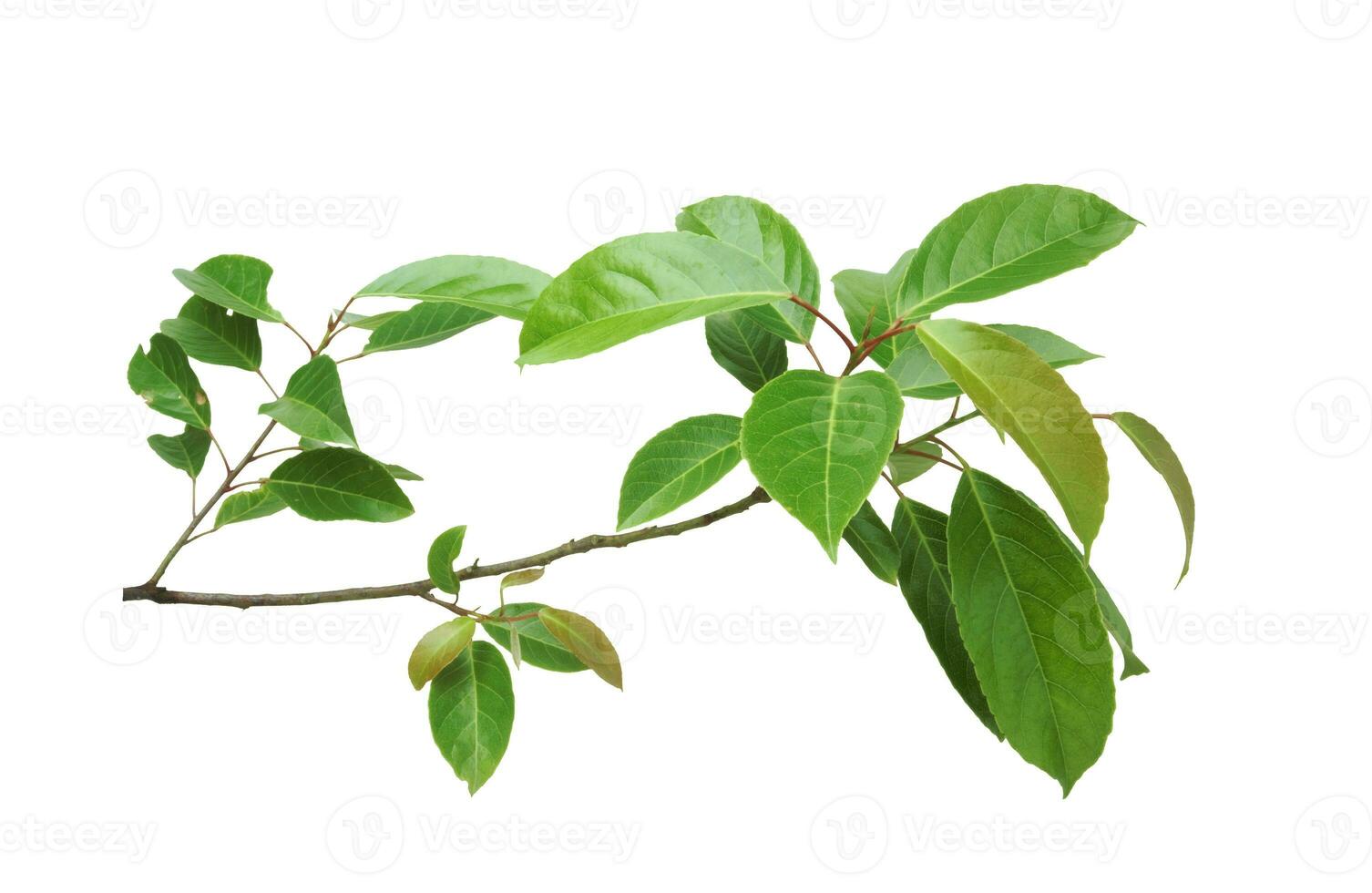 Branch of Indian olive isolated on white background. photo
