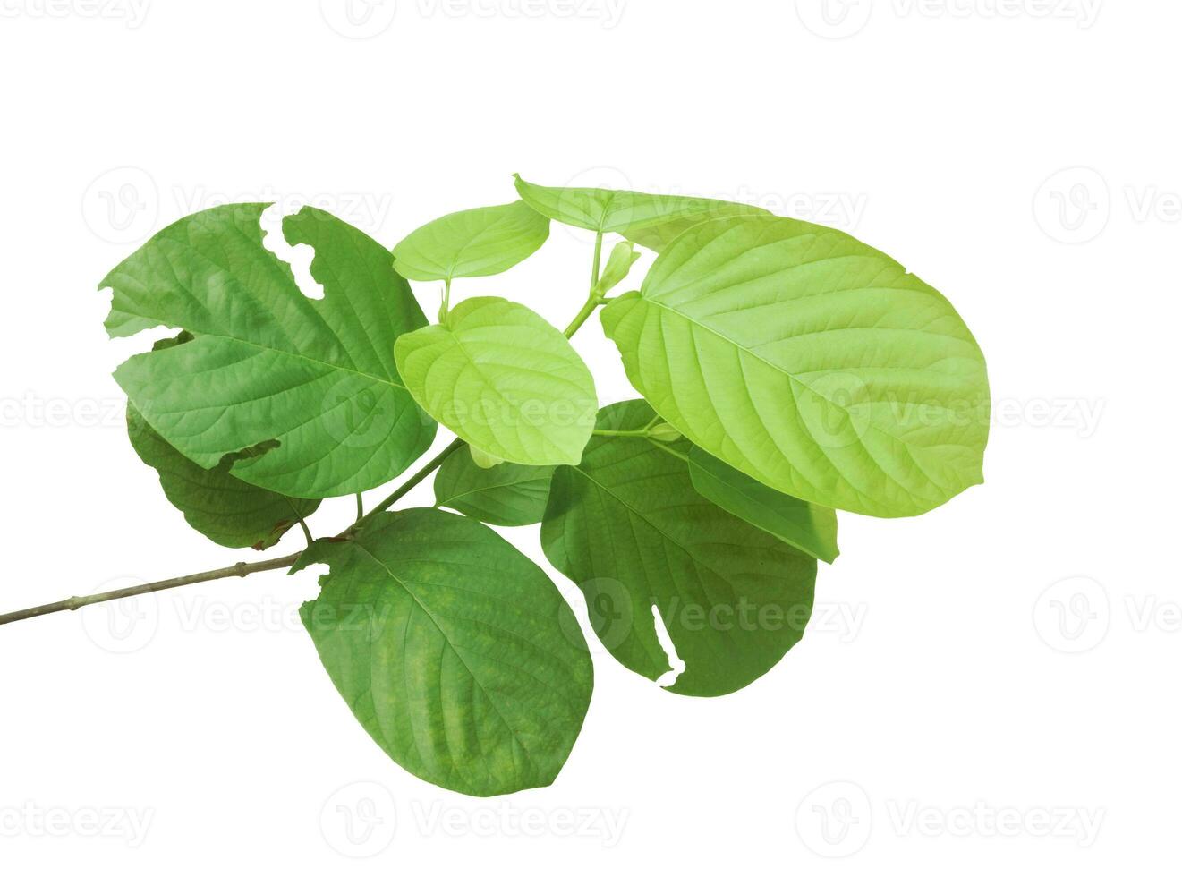 branch of a tree photo