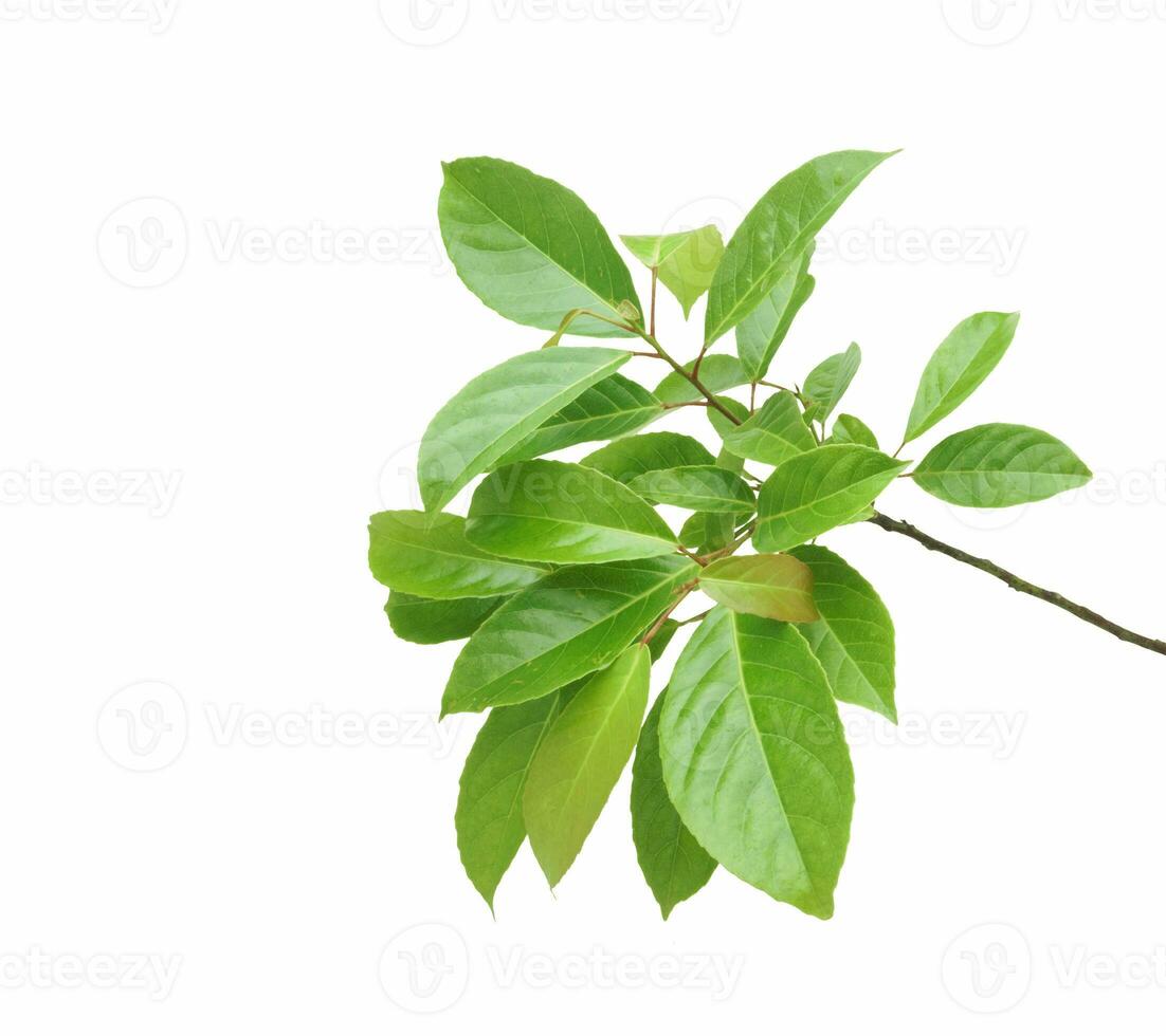 Branch of Indian olive isolated on white background. photo