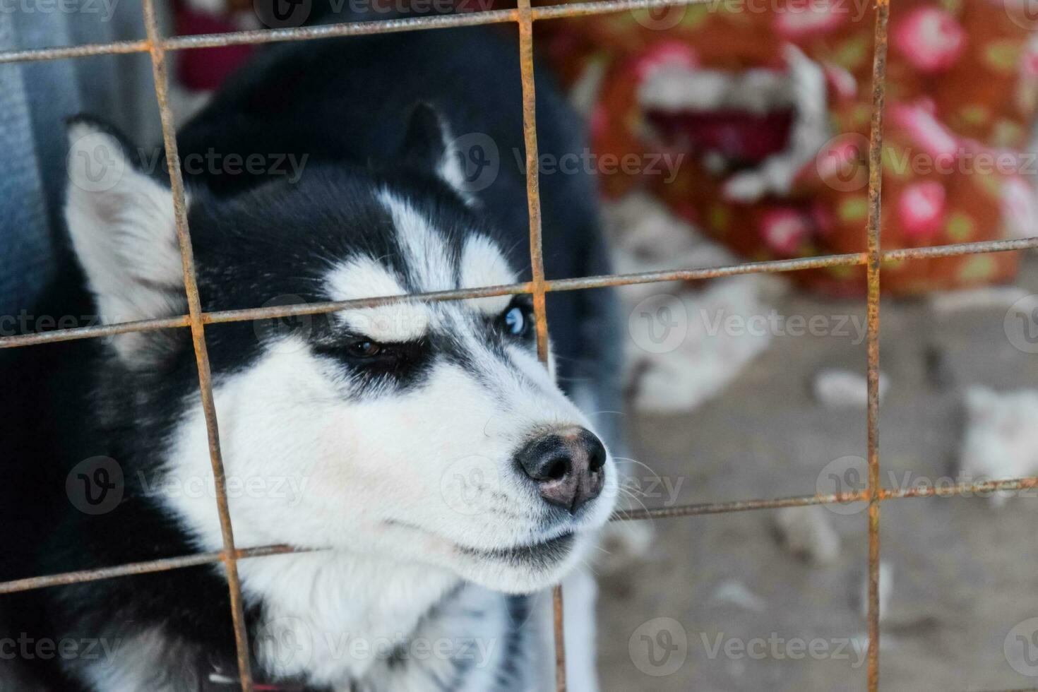 Husky Dog with different eyes. Black and white husky. Brown and blue eyes photo