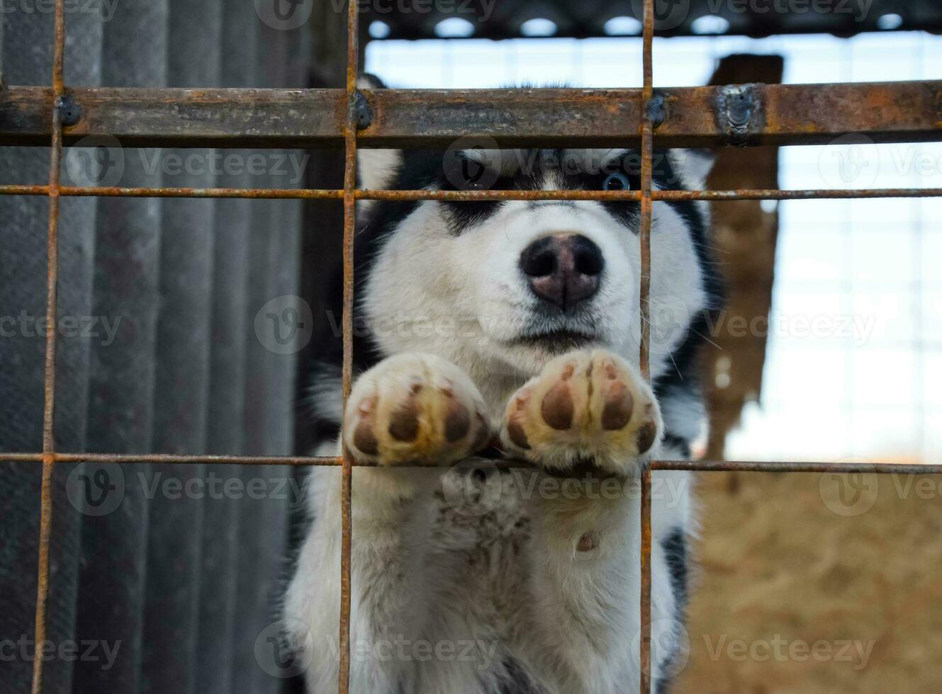 Husky Dog with different eyes. Black and white husky. Brown and blue eyes photo