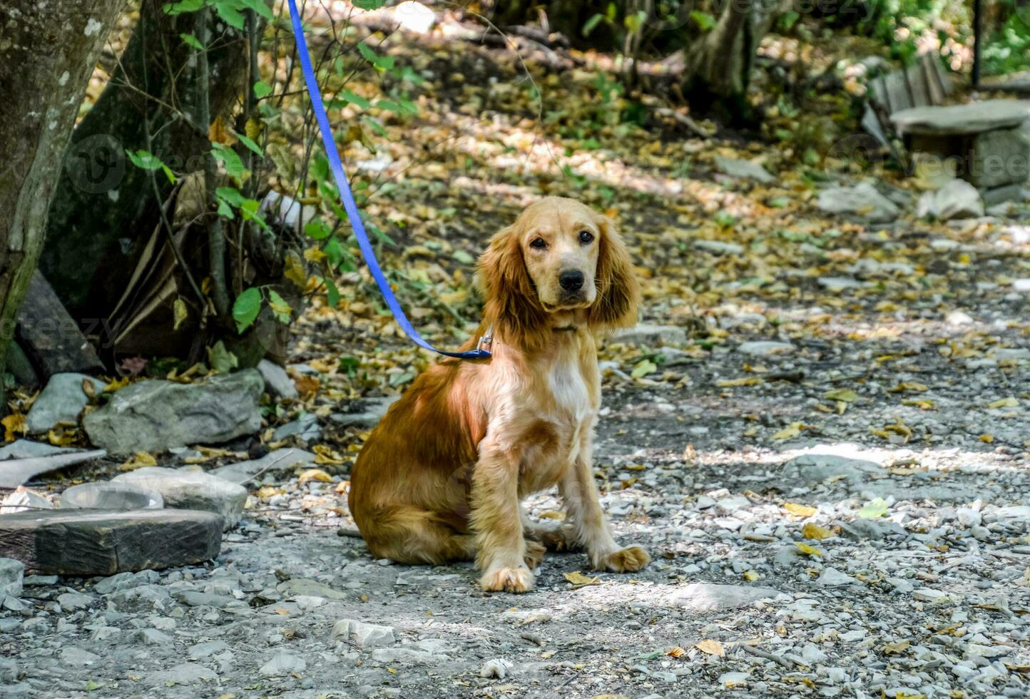 Red dog on a leash tied to the trunk of a tree photo