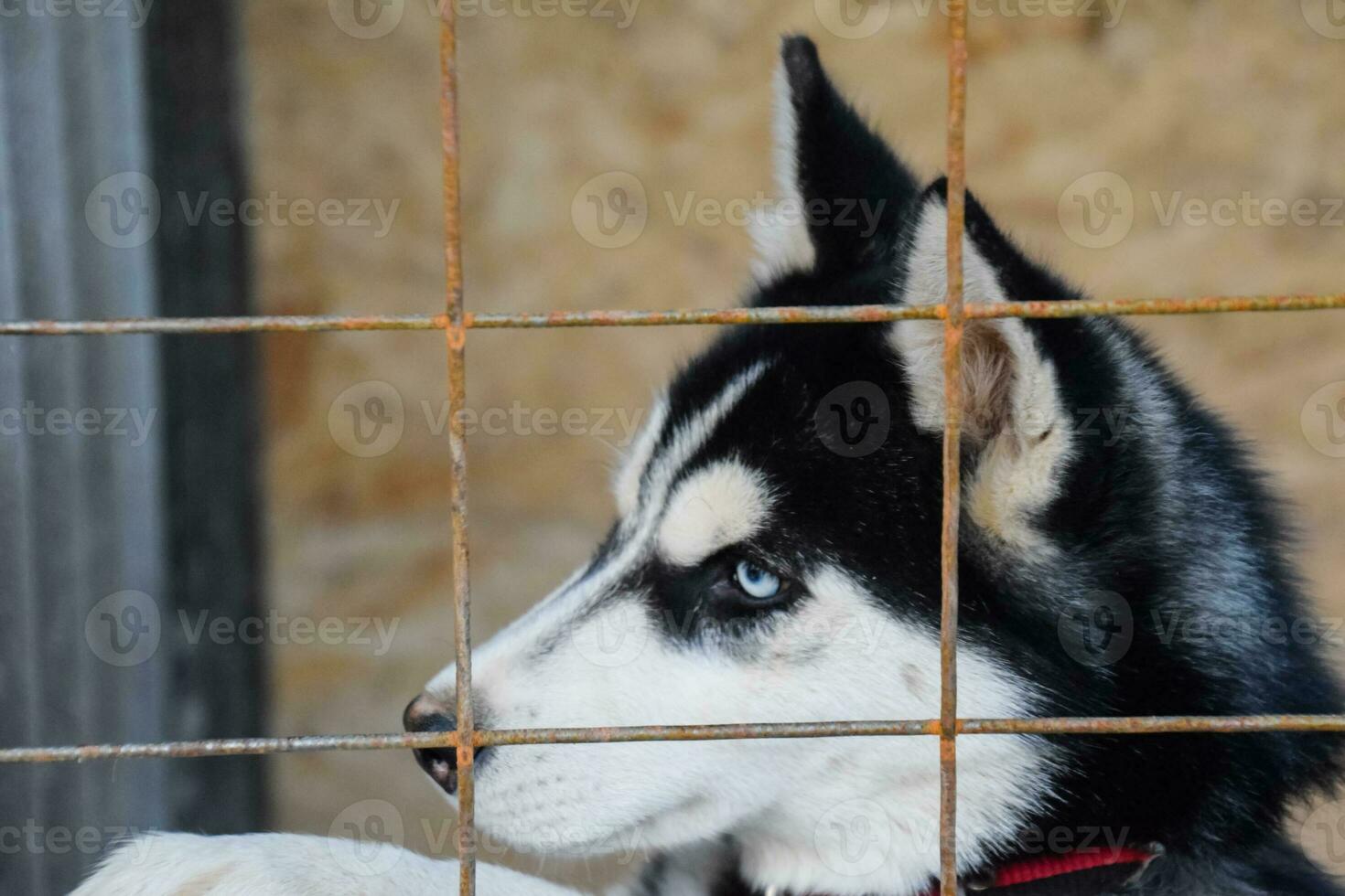 Husky Dog with different eyes. Black and white husky. Brown and blue eyes photo