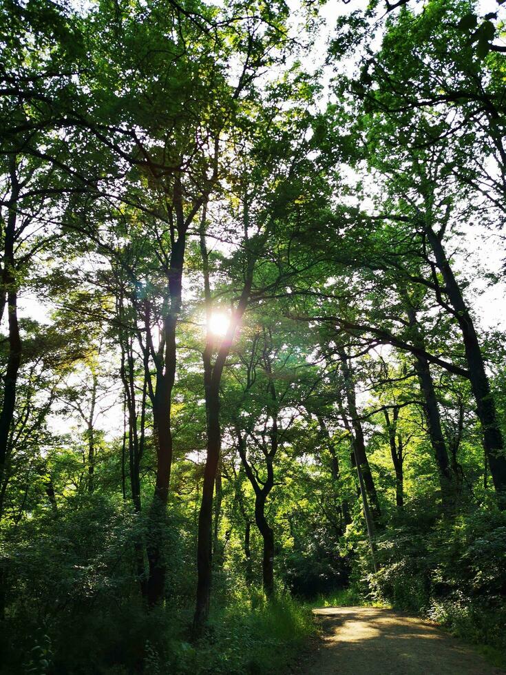 puesta de sol en el bosque. Dom rayos mediante el ramas de arboles foto