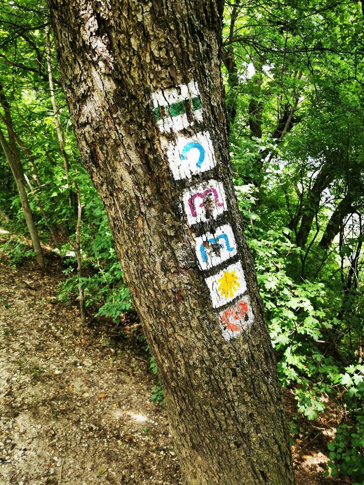 Tour route on a tree in the forest. Conceptual image. photo