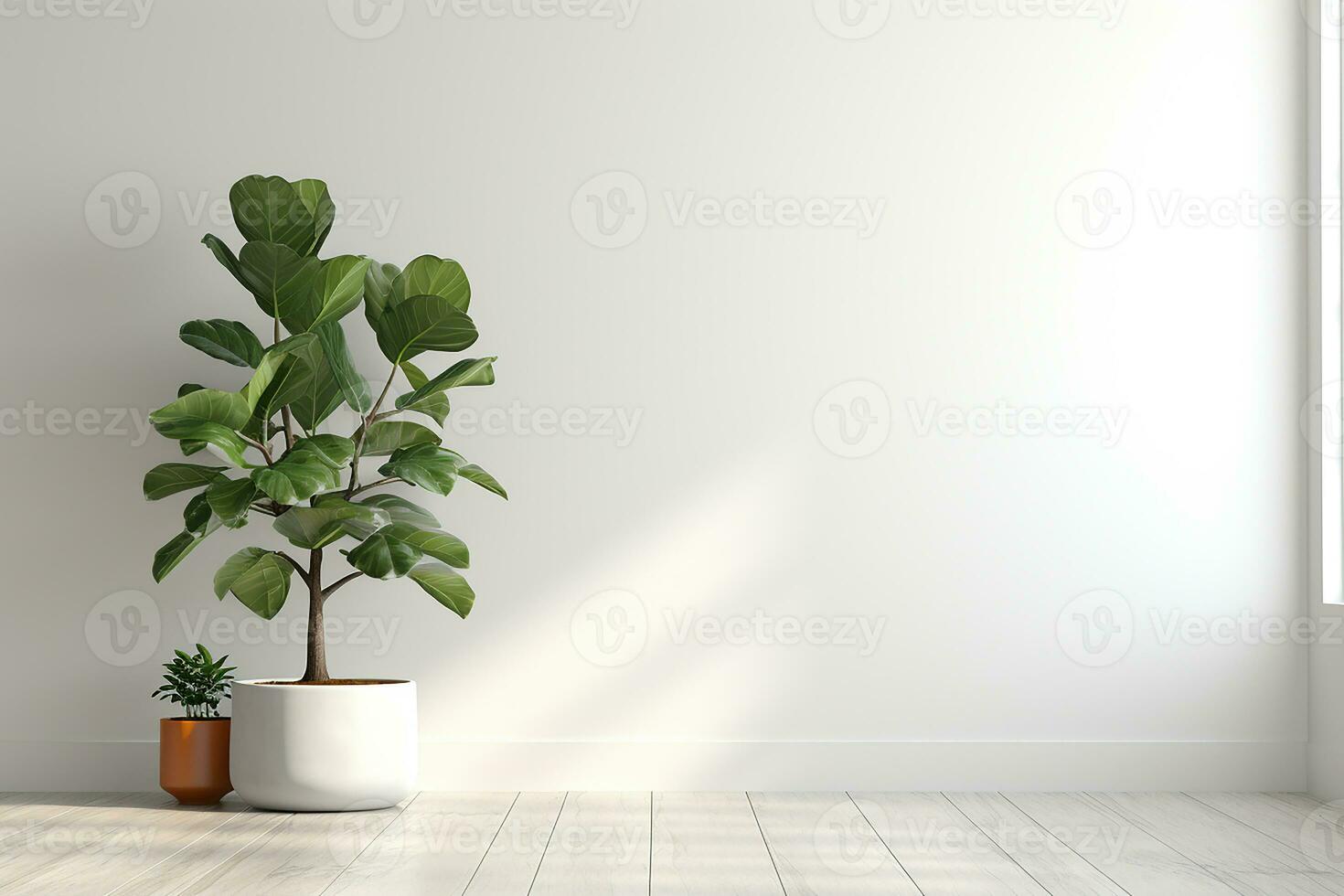 Fiddle Leaf Fig Plant in Pot on White Wall Background with Sunlight on Bright Day photo