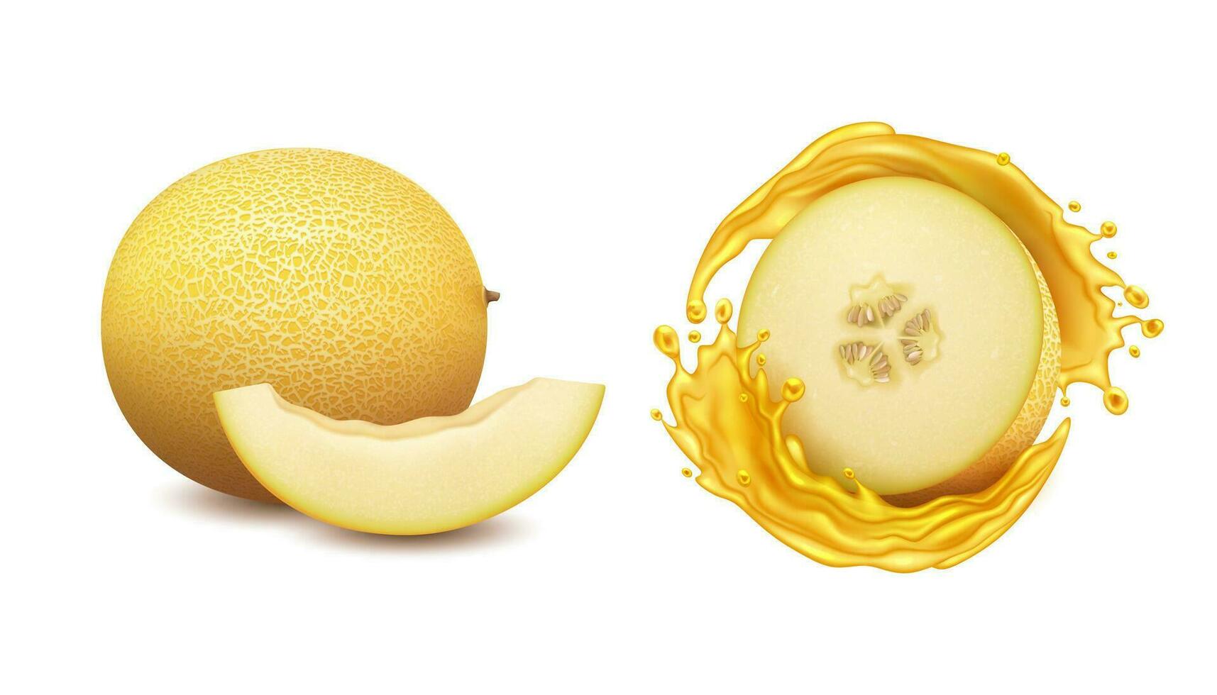 realista detallado 3d Fresco todo melón Fruta y medio con chapoteo. vector