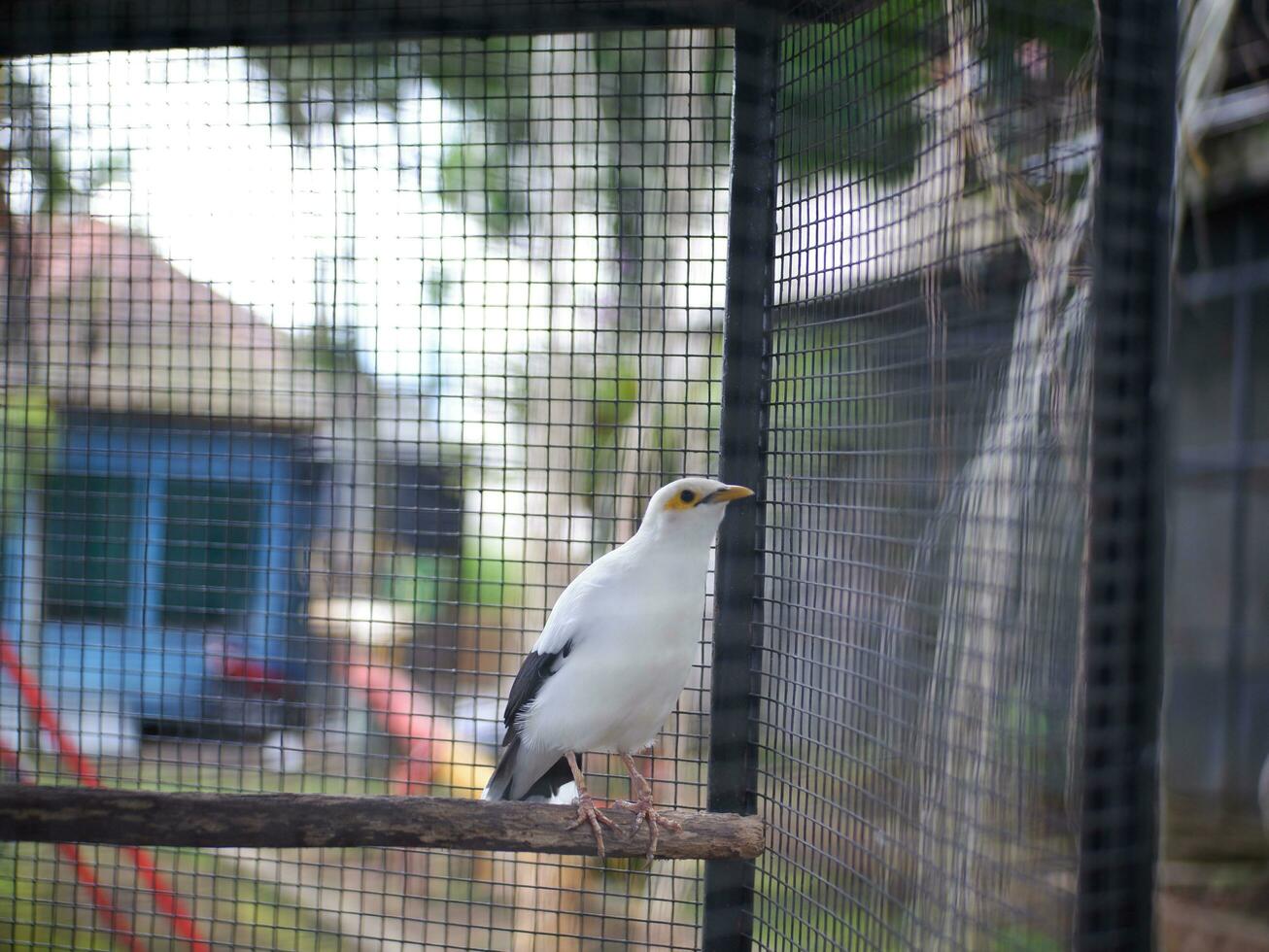 el blanco estornino encaramado en un de madera rama, en el jaula, linda pájaro, blanco pájaro foto