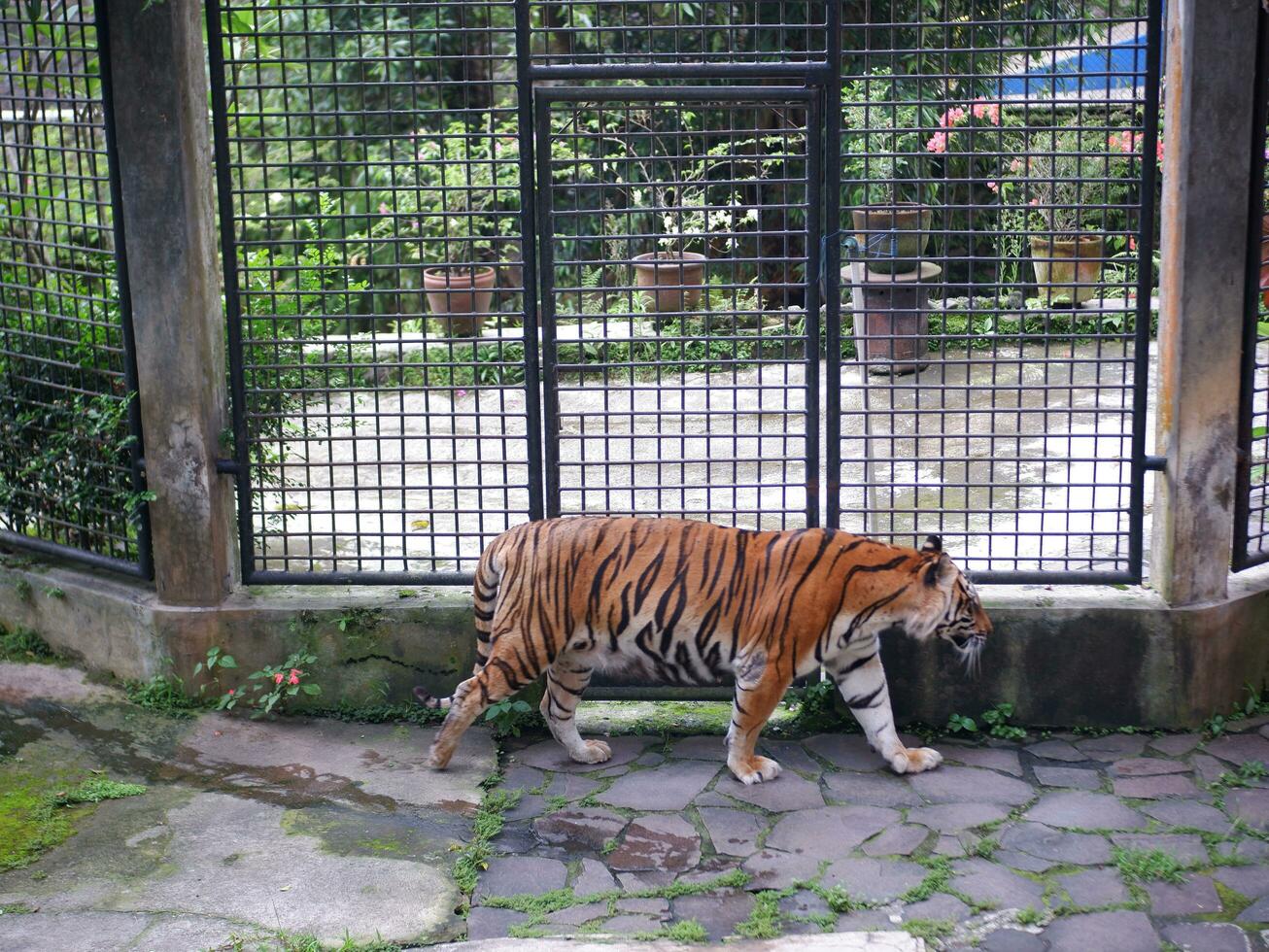 A Big Tiger was walking in a cage at the zoo while opening his mouth and sticking out his tongue photo