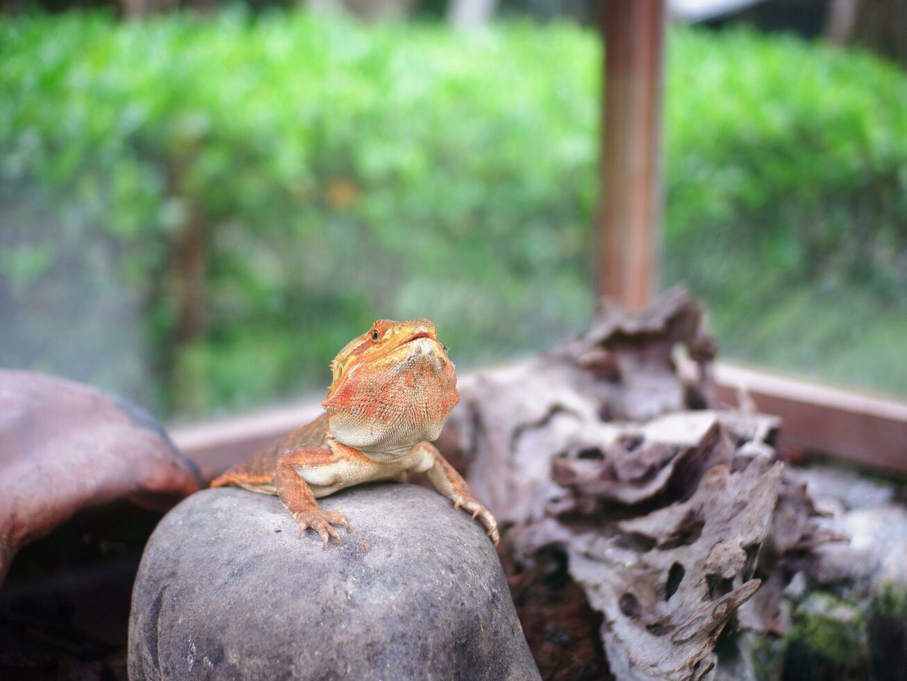 un amarillo marron iguana ese es sentado en un rock en un vaso jaula foto