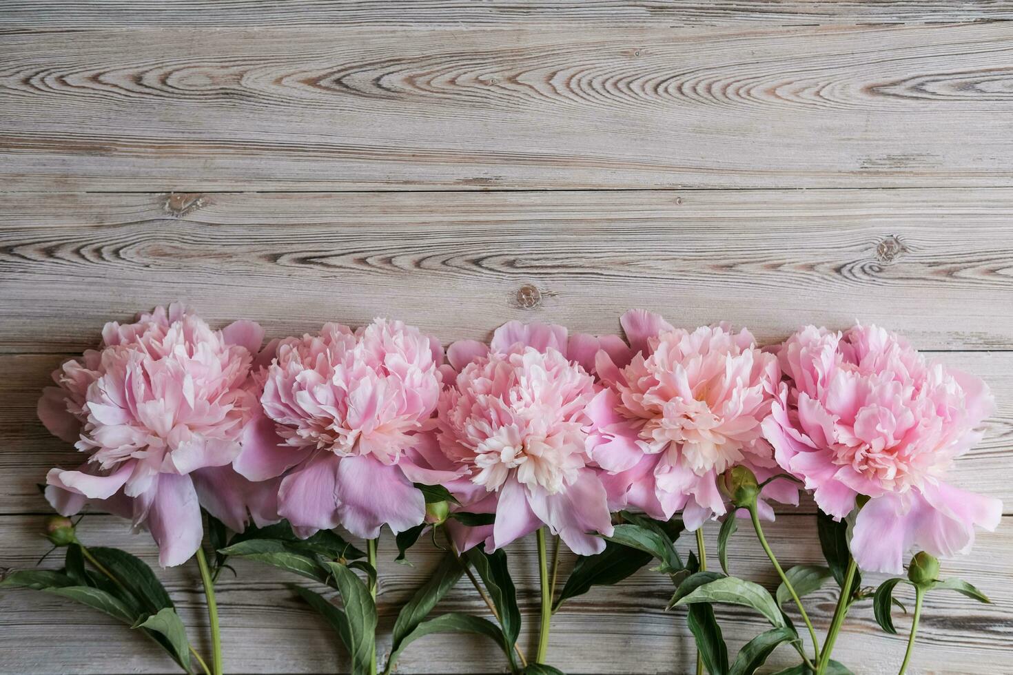 delicate peonies on a wooden background. Flat lay, top view. Place for text. Greeting card photo